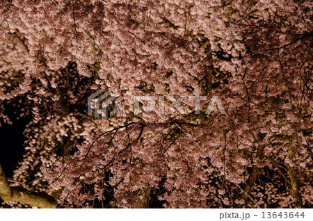 秩父宮記念公園夜桜 13643644