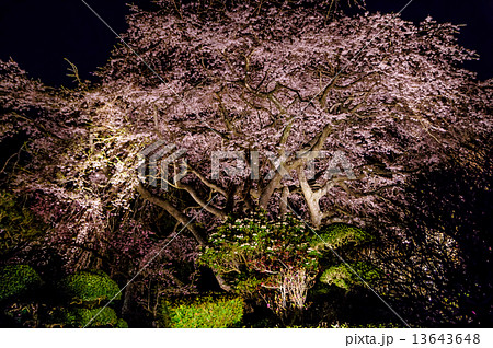 秩父宮記念公園夜桜 13643648