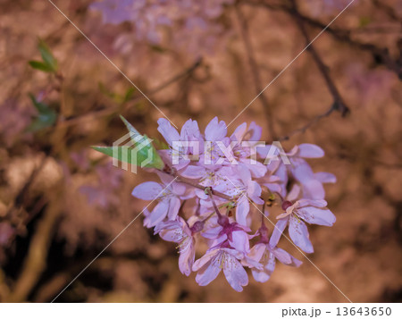 秩父宮記念公園夜桜 13643650