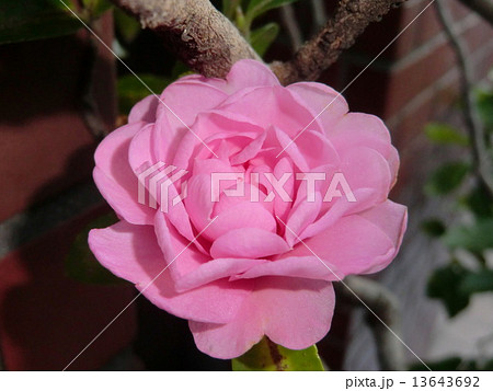 ピンクで八重咲きの乙女ツバキの花。 ピンクで八重咲きの乙女ツバキの花。 13643692