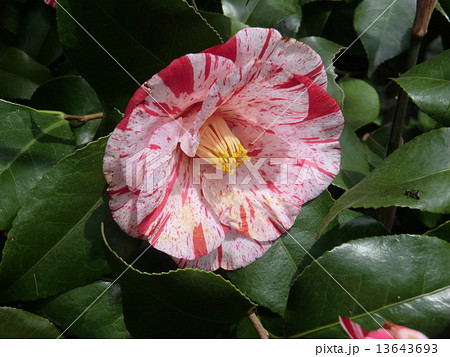 白斑が入った可憐なヤブツバキの花。 13643693