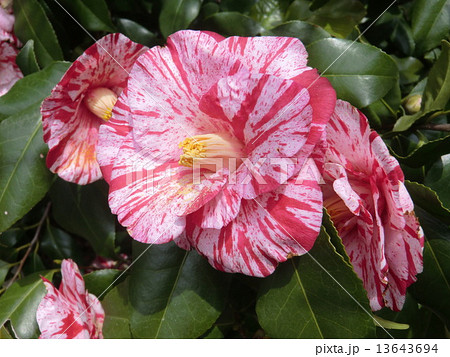 白斑が入った可憐なヤブツバキの花。 13643694