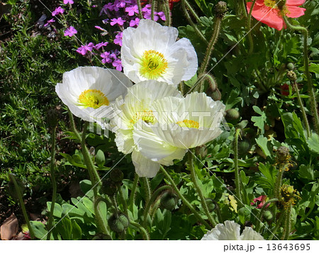 アグネス・チャンが歌った春を告げるひなげしの花。の写真素材 