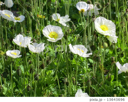 アグネス・チャンが歌った春を告げるひなげしの花。 13643696