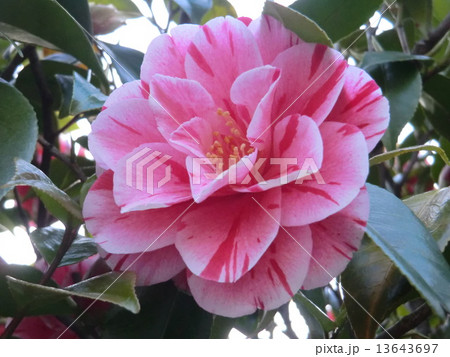 白斑が入った可憐なヤブツバキの花。 白斑が入った可憐なヤブツバキの花。 13643697