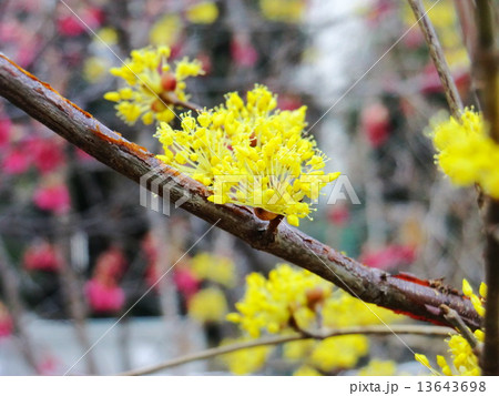 F春の訪れを知らせてくれる花 サンシュユの花 の写真素材