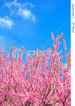 桃の花 桃の花 13644084