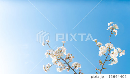 桜 13644403