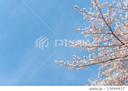 桜 13644417