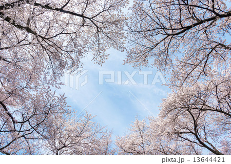 桜 13644421