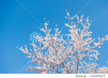 桜 13644425