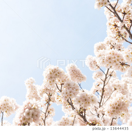 桜 13644435