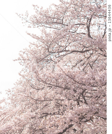 桜 13644436