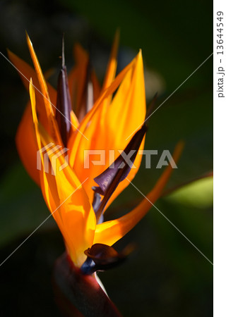 Strelitzia flower closeup Strelitzia flower closeup 13644549