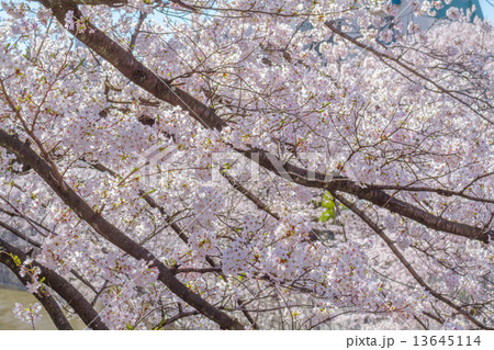 神田川の桜 東京 神田川の桜 東京 13645114