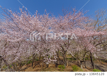 新宿 戸山公園の桜 Shinjyuku Toyama Park Cherry Blossom の写真素材