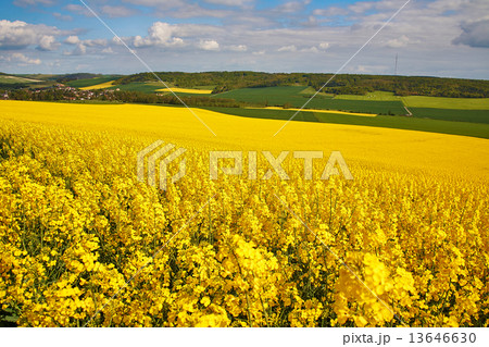 Panoramic view of rapeseed field Panoramic view of rapeseed field 13646630