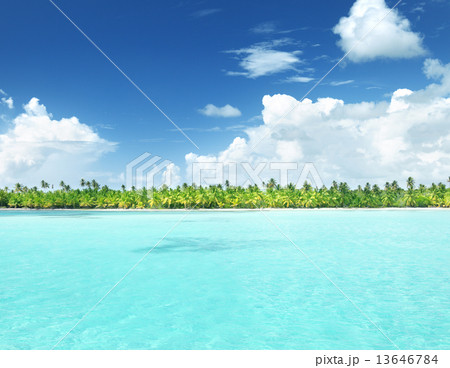 Palms on caribbean beach, Catalina island Palms on caribbean beach, Catalina island 13646784