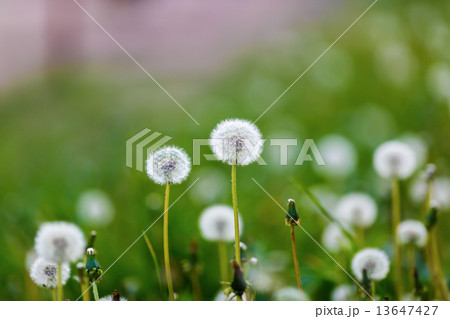 Dandelions Dandelions 13647427