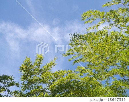 青空と竹 青空と竹 13647555