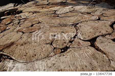 アコウの切り株 アコウの切り株 13647736