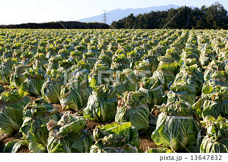 白菜の頭しばり 白菜の頭しばり 13647832