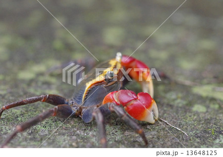 アカテガニ アカテガニ 13648125