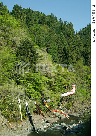 葛川にかかる鯉のぼり 葛川にかかる鯉のぼり 13648342