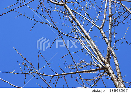 ギョイコウ（御衣黄） 13648567