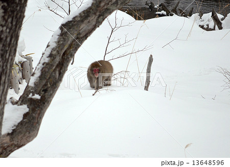 雪の中をえさを探して歩き回る野生のニホンザル 雪の中をえさを探して歩き回る野生のニホンザル 13648596
