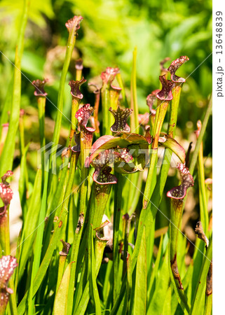 サラセニア・レウコフィラ、サラセニア科、北アメリカ南東部 13648839