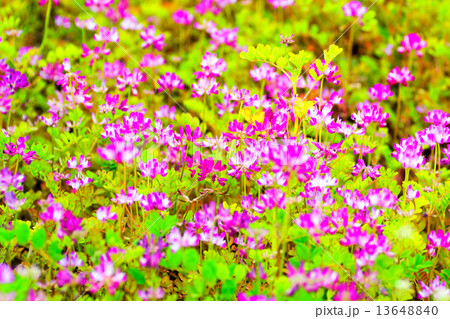 初夏に咲く一面のレンゲ畑 初夏に咲く一面のレンゲ畑 13648840
