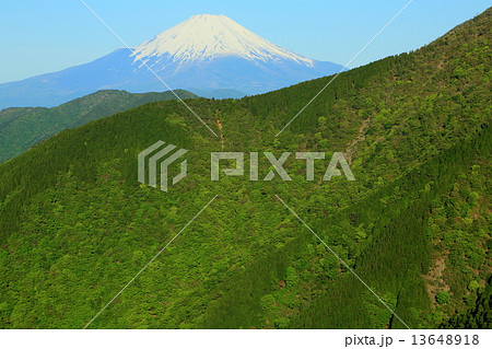丹沢・表尾根から見る新緑の大倉尾根と富士山 13648918