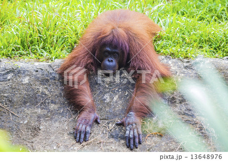 Orangutan  13648976