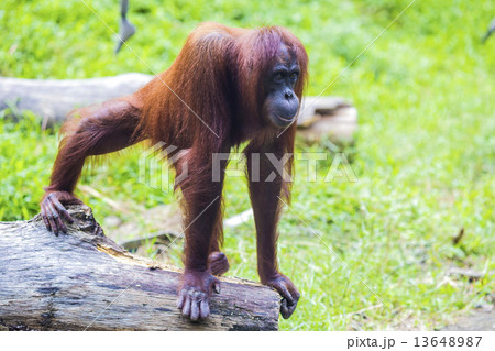 Orangutan Orangutan 13648987