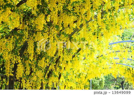 キバナフジ 13649099