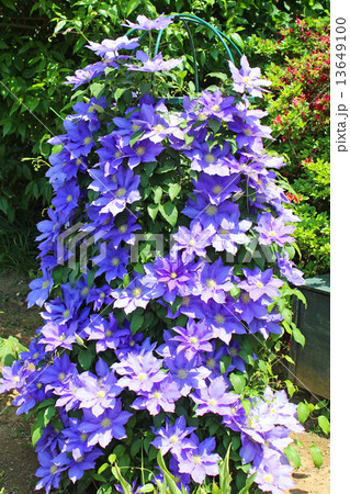 クレマチス 13649100