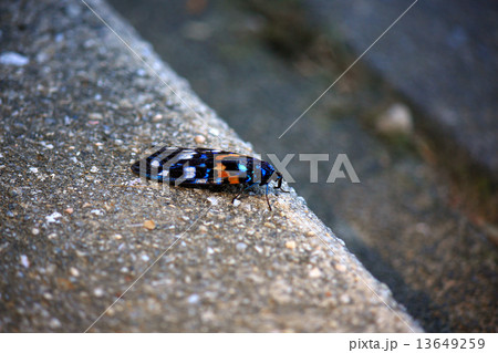 サツマニシキ(昆虫) サツマニシキ(昆虫) 13649259