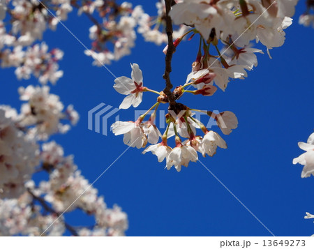 桜と青空 桜と青空 13649273