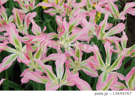 キューケンホフ51 13649767