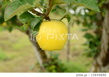 シナノゴールド シナノゴールド 13649890