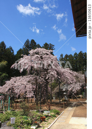 愛蔵寺の護摩桜 愛蔵寺の護摩桜 13650613