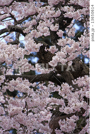 愛蔵寺の護摩桜 13650614