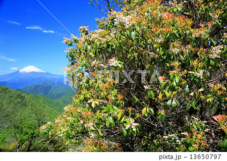 丹沢・新緑の鍋割山のアセビの花と富士山遠望 13650797
