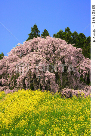 合戦場のしだれ桜 合戦場のしだれ桜 13650889