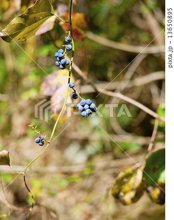 アオツヅラフジ アオツヅラフジ 13650895