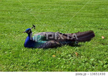 blue peafowl sitting on grass photo 13651430