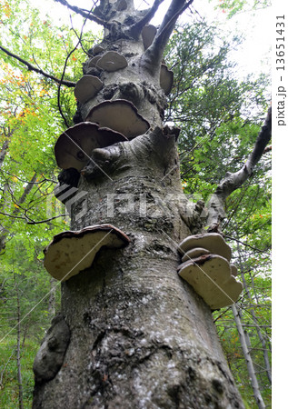 old tree with polyporales in forest photo old tree with polyporales in forest photo 13651431