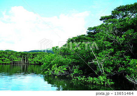 マングローブ林 マングローブ林 13651464