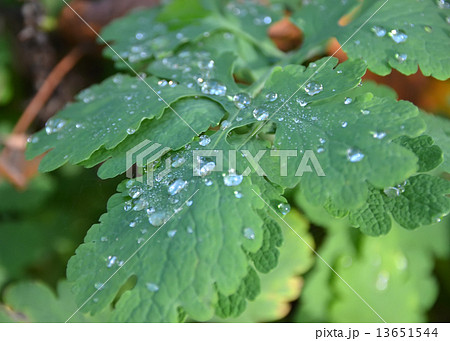 dew and dewdrops on the green leaf detail 13651544